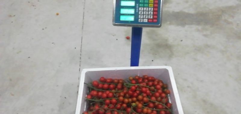 串收番茄，串番茄，樱桃番茄，货源稳定，全年供应，智能温室