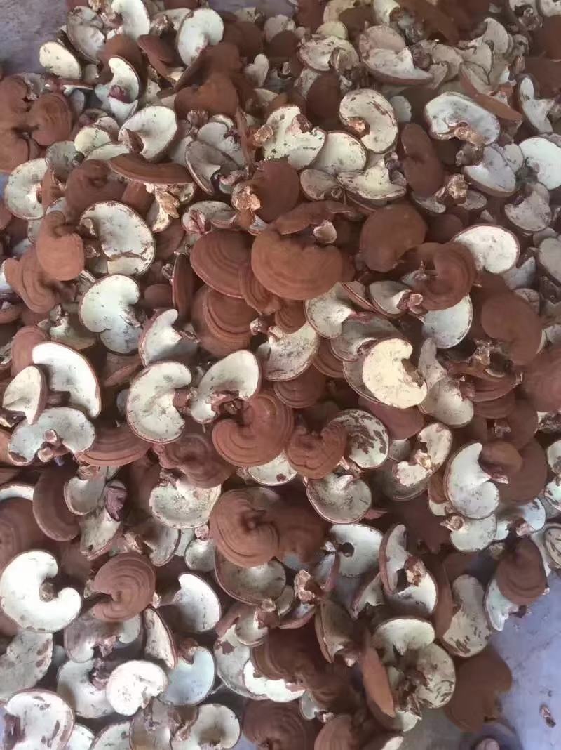 金边灵芝【专业种植】赤灵芝，诚信经营质量保证，欢迎大家