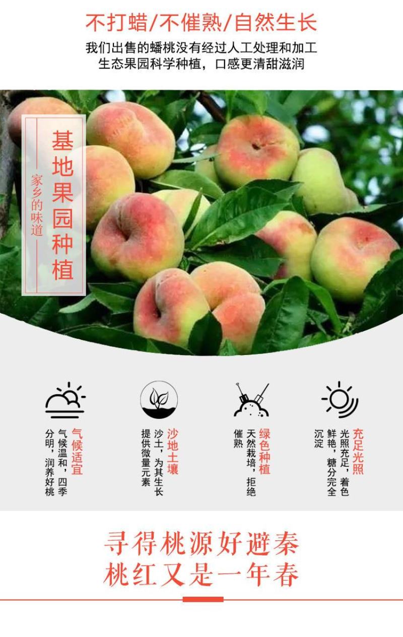 2026年新货，新疆蟠桃，果园直采产地直发一件代发包邮