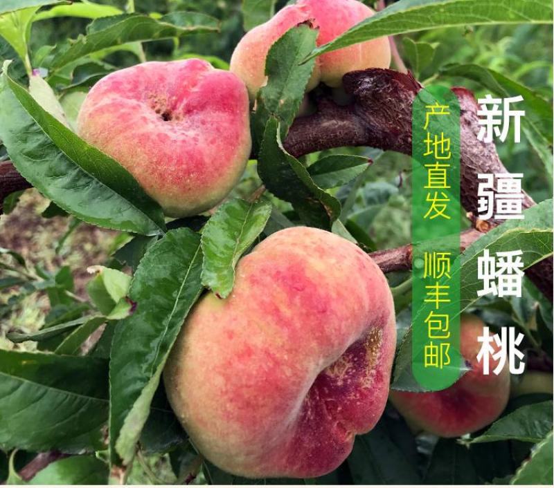 2026年新货，新疆蟠桃，果园直采产地直发一件代发包邮
