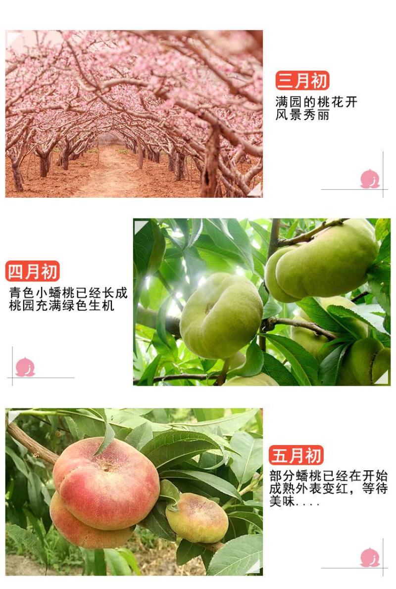 2026年新货，新疆蟠桃，果园直采产地直发一件代发包邮