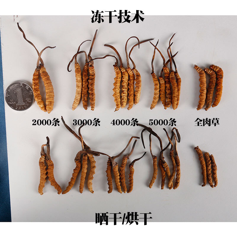 【冻干那曲虫草】一手货源冬虫夏草虫体金黄饱满味香营养更好