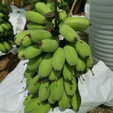 饱满苹果蕉