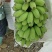 饱满苹果蕉