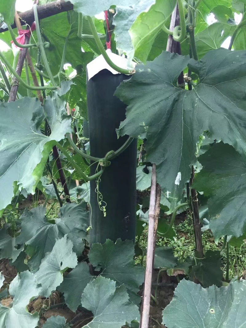 【荐】广东清远黑皮冬瓜产地直发品种齐全瓜皮乌黑有光泽