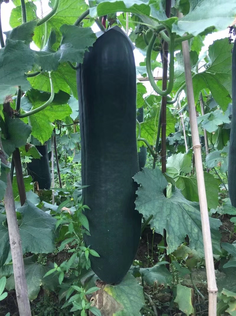 【荐】广东清远黑皮冬瓜产地直发品种齐全瓜皮乌黑有光泽