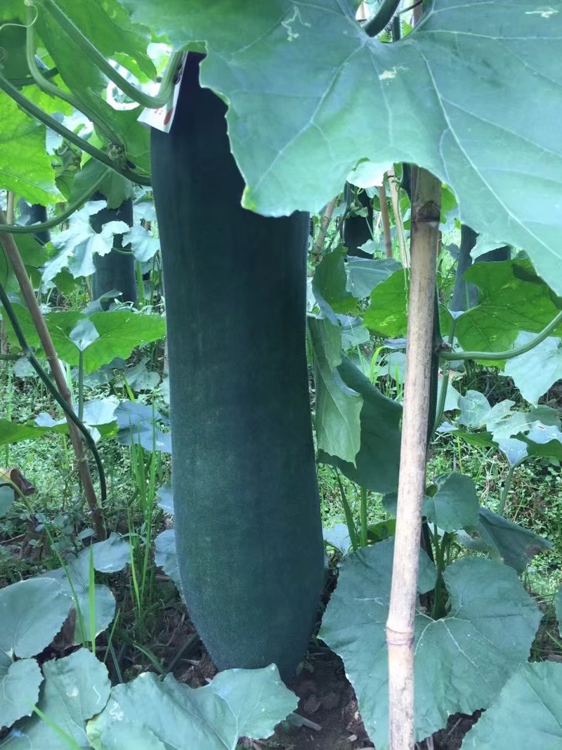 【荐】广东清远黑皮冬瓜产地直发品种齐全瓜皮乌黑有光泽