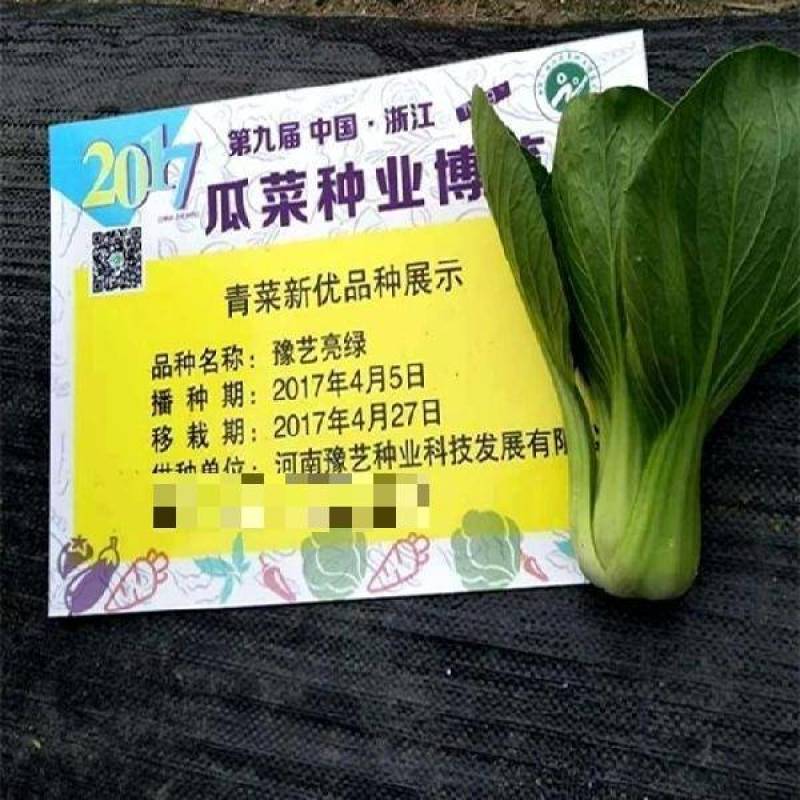 豫艺亮绿青菜种子耐热耐湿夏播抗高温上海青种子