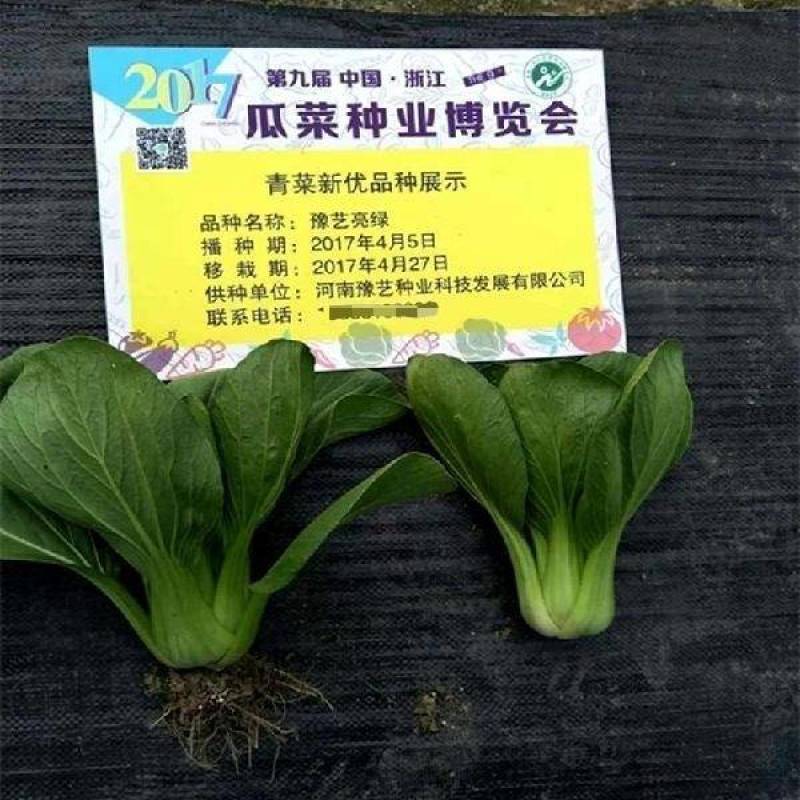豫艺亮绿青菜种子耐热耐湿夏播抗高温上海青种子