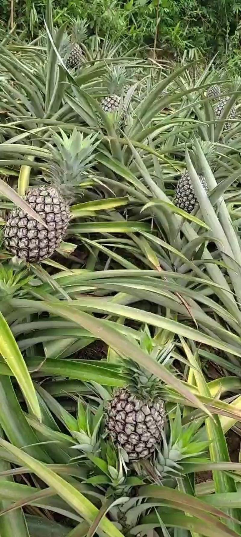 西双版纳景洪市，无眼菠萝....凤梨