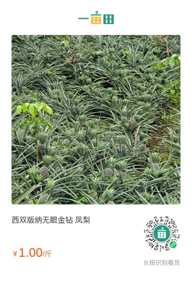 西双版纳景洪市，无眼菠萝....凤梨