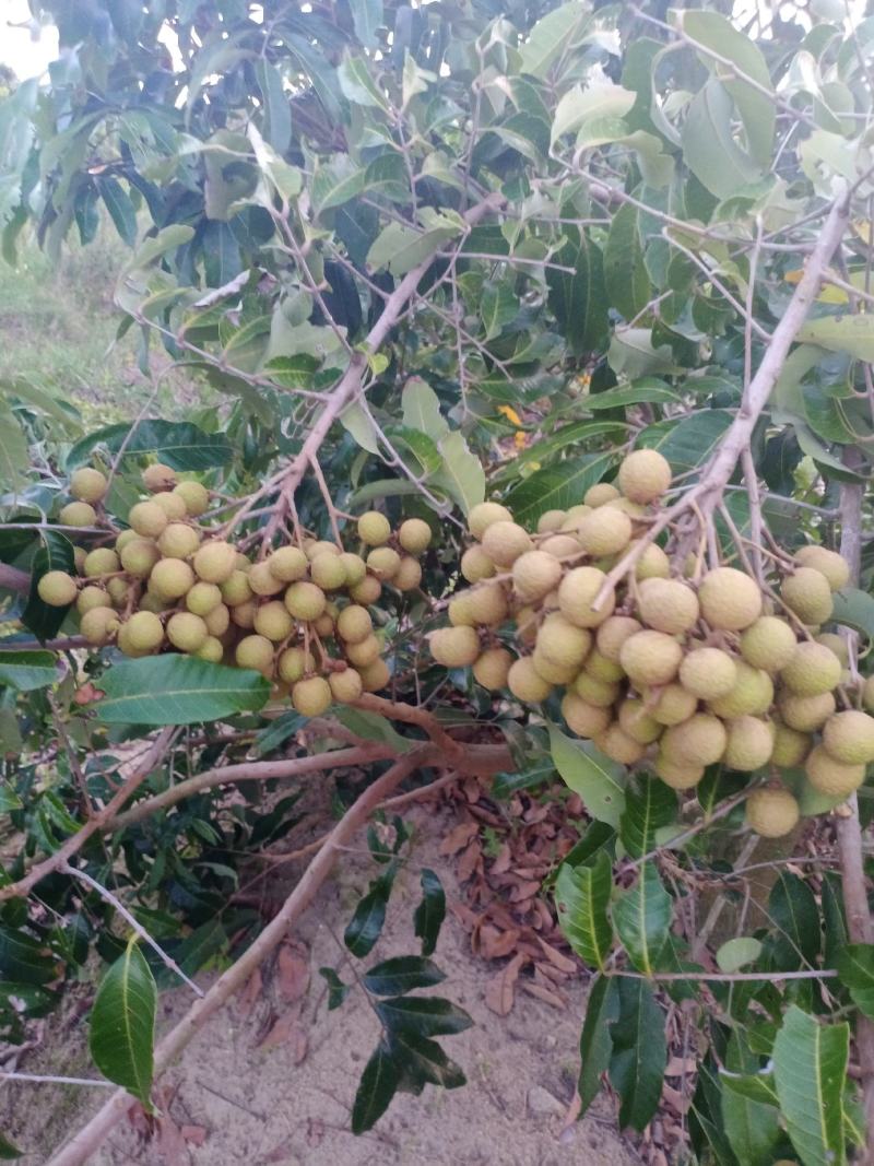 石硖龙眼储良龙眼大量