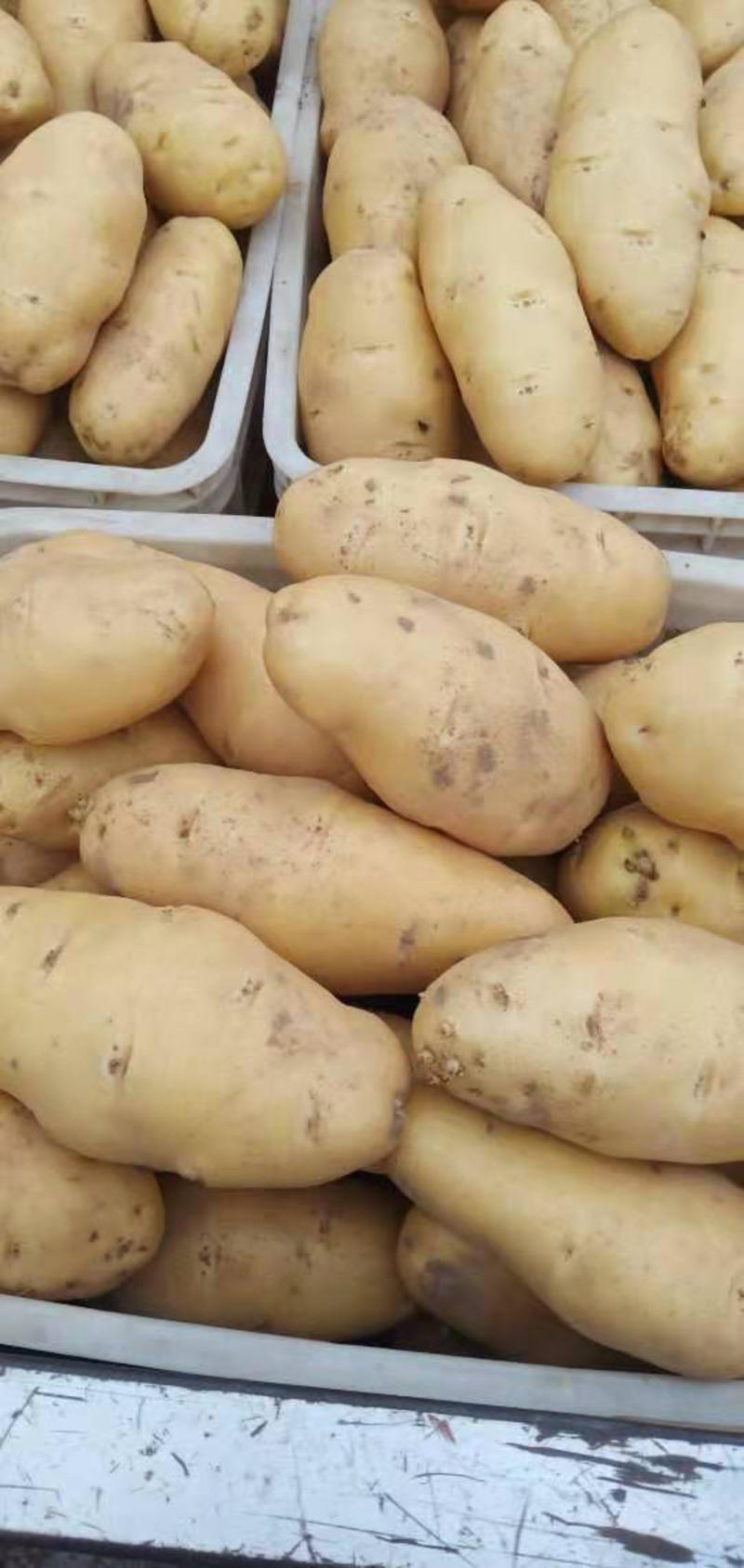 凌海市土豆荷兰十五，806,大量上市。产地直销！