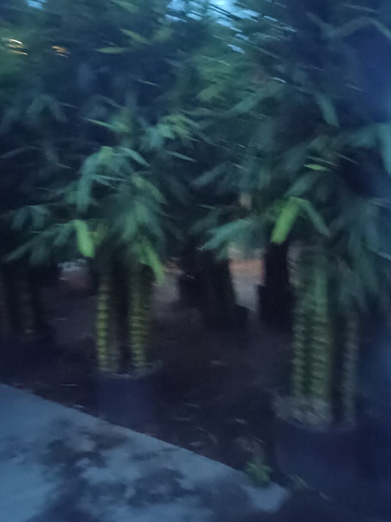 佛肚竹盆栽佛肚竹苗庭院小竹苗竹子苗南方北方耐寒庭院室外常