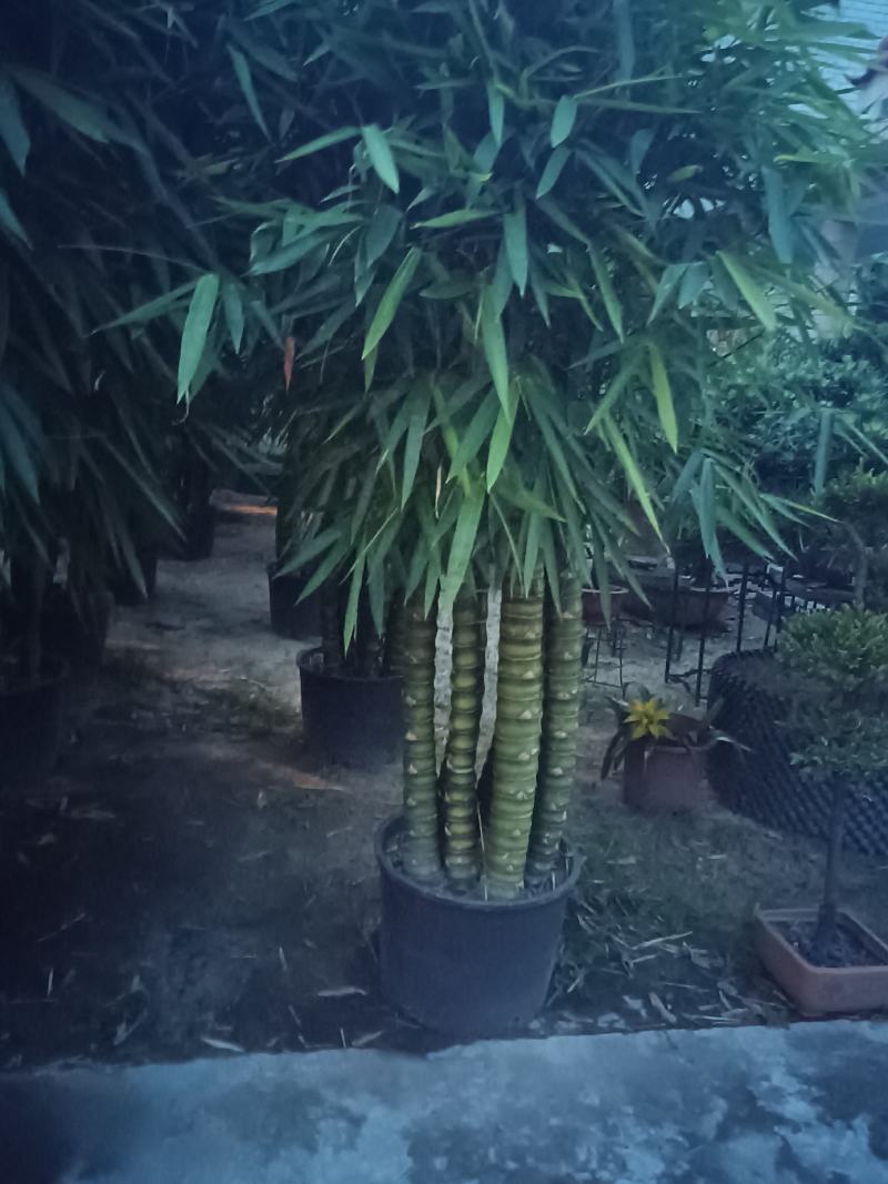 佛肚竹盆栽佛肚竹苗庭院小竹苗竹子苗南方北方耐寒庭院室外常