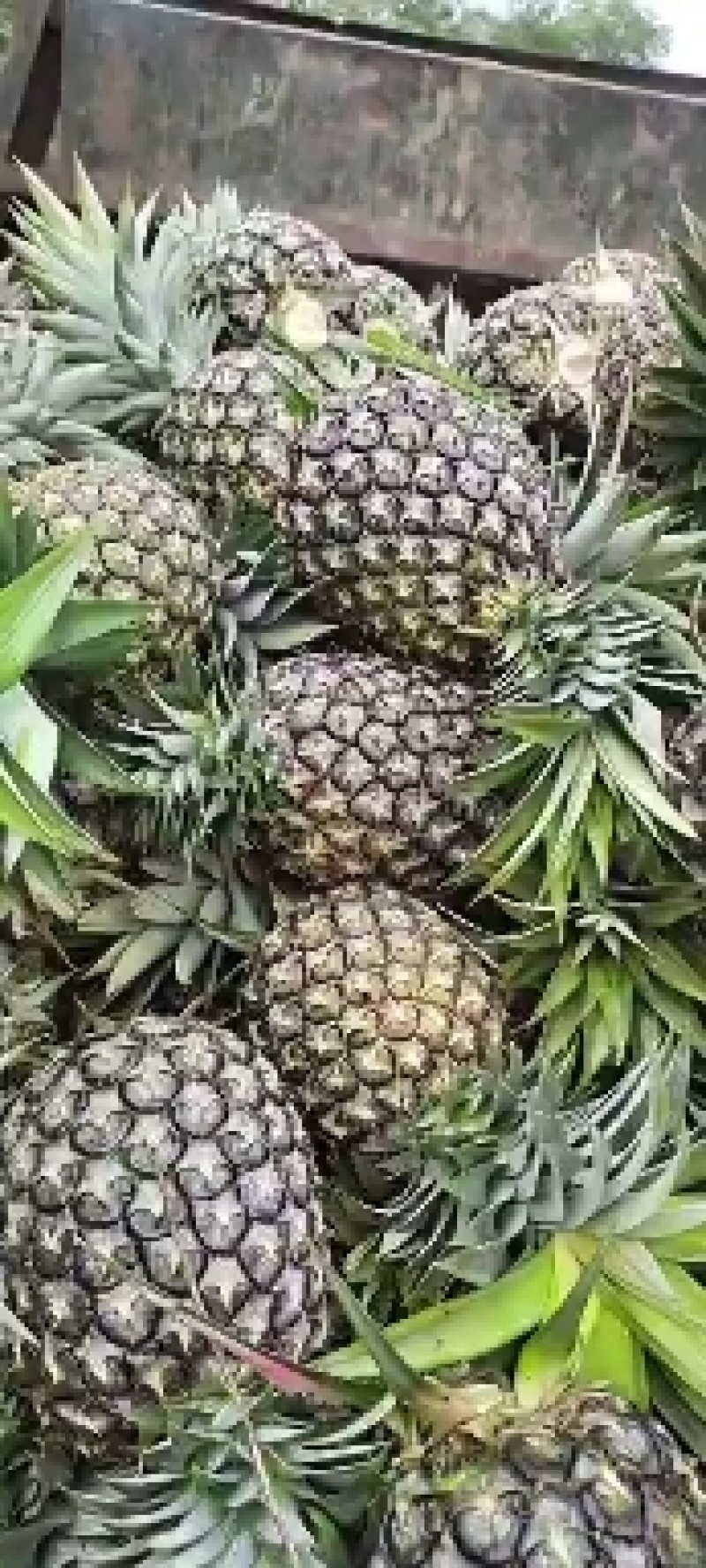 云南西双版纳，无眼菠萝，(金钻凤梨)