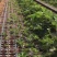 平度穴盘苗，无土栽培，无菌，病害隔离，提前上市，放心栽培