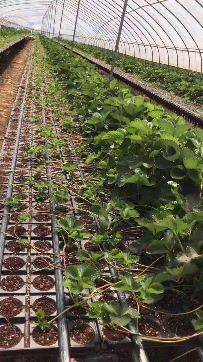 平度穴盘苗，无土栽培，无菌，病害隔离，提前上市，放心栽培