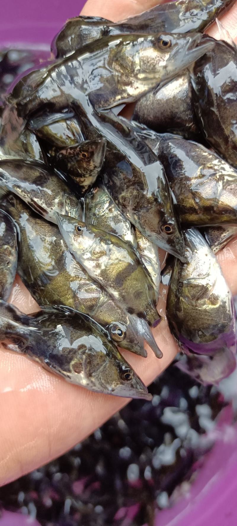 桂鱼苗，场地直销，可视频看货，量大从优，