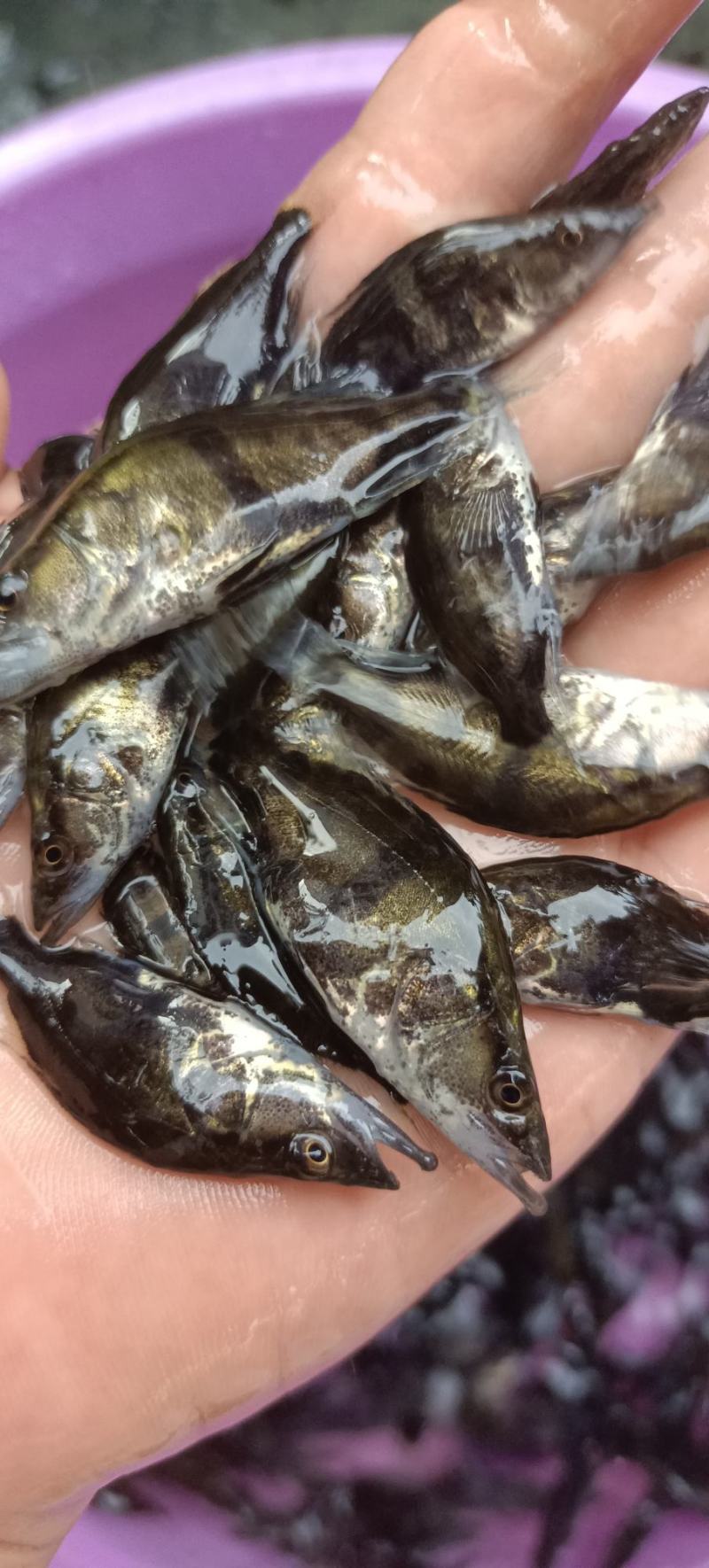 桂鱼苗，场地直销，可视频看货，量大从优，