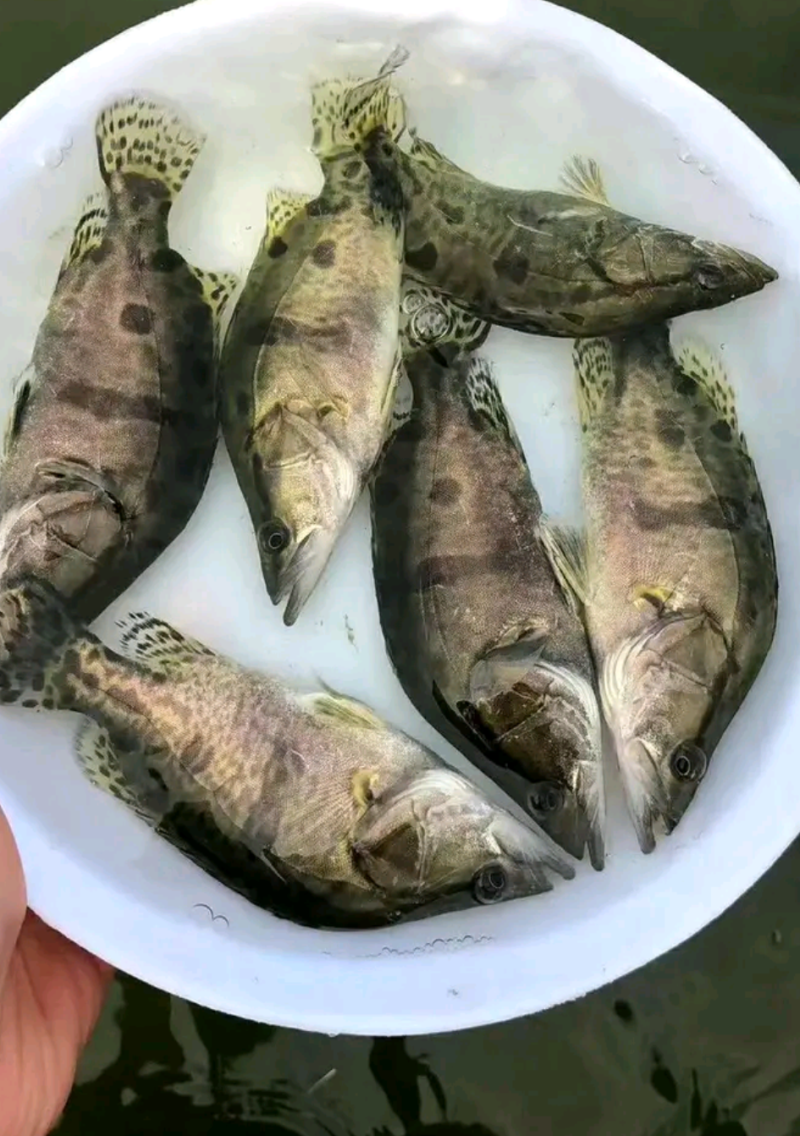 桂鱼苗，场地直销，可视频看货，量大从优，