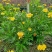 长年生产多年生植物，木春菊，紫叶红花千鸟花