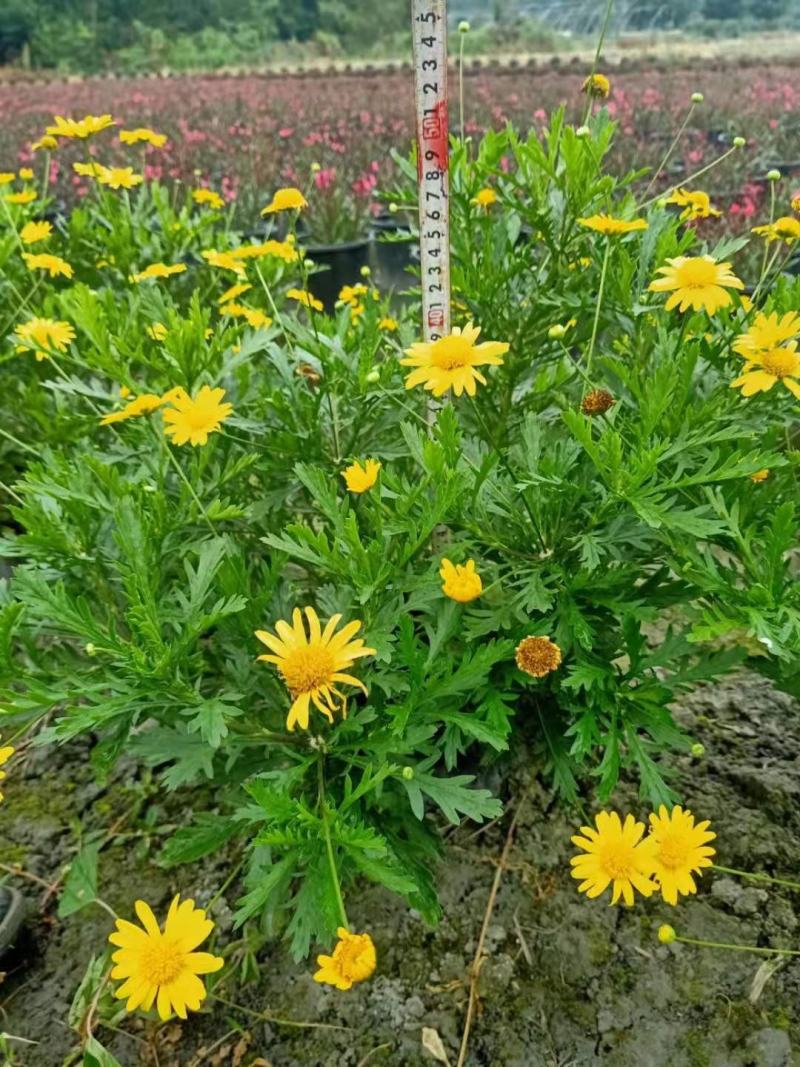 长年生产多年生植物，木春菊，紫叶红花千鸟花