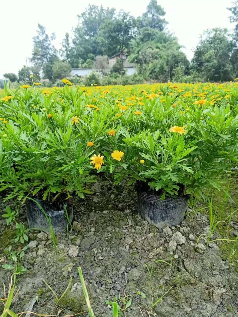 长年生产多年生植物，木春菊，紫叶红花千鸟花