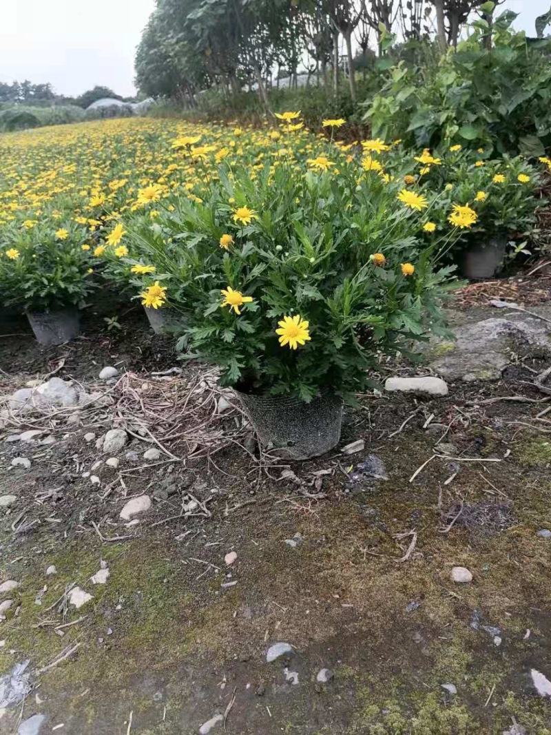 长年生产多年生植物，木春菊，紫叶红花千鸟花
