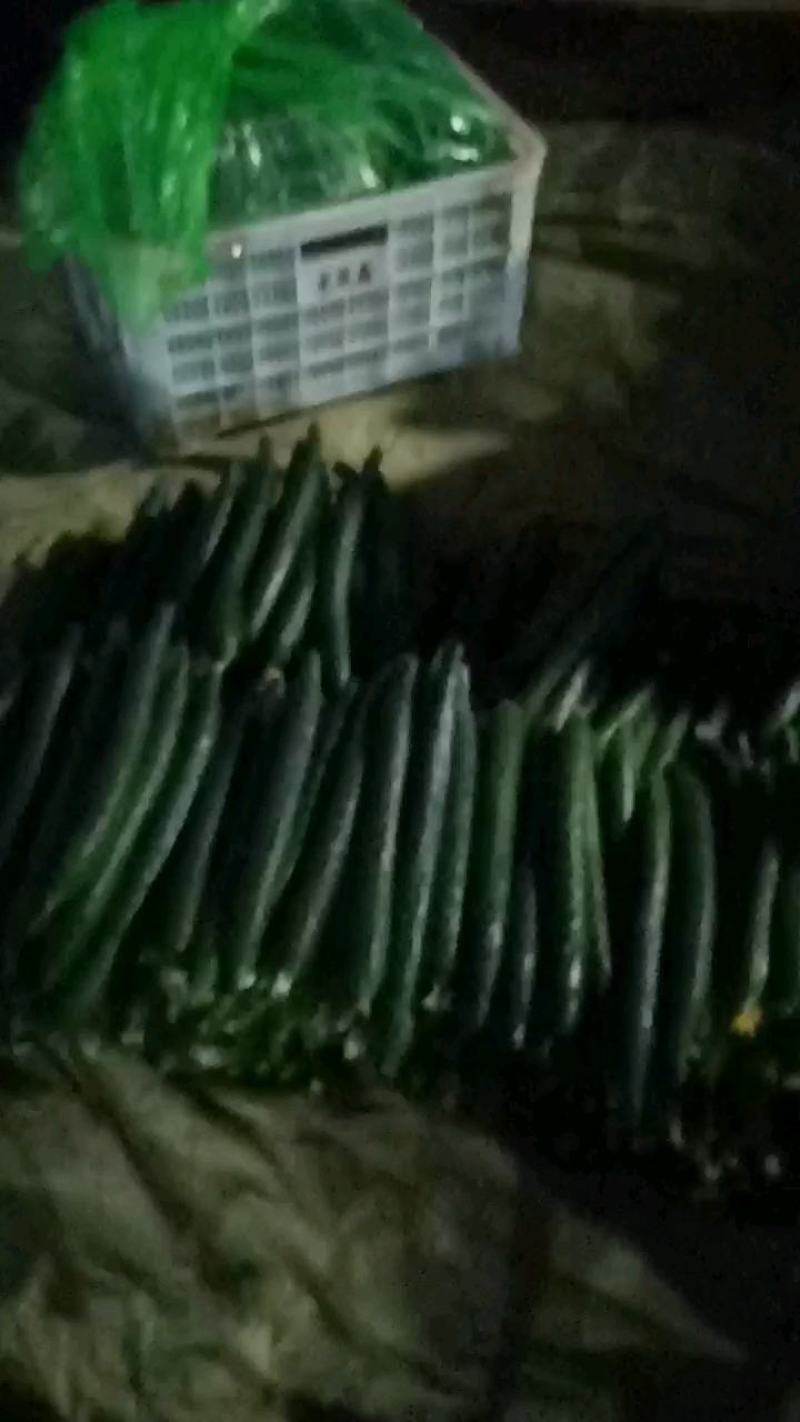优质黄瓜条正，质量好，深绿色，无弯头，大头少，欢迎，采购