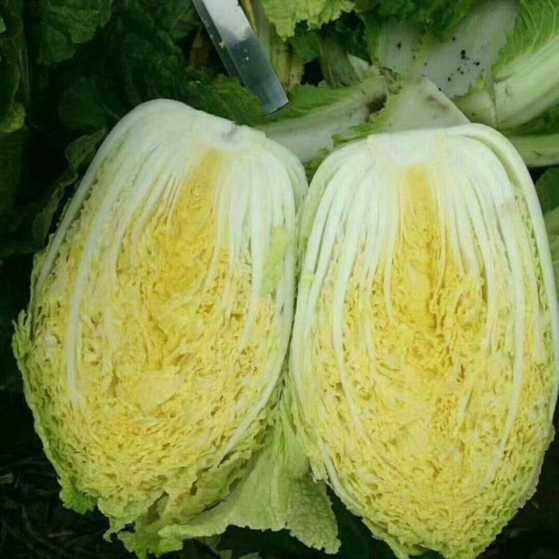 优质黄心白菜净菜4.5.6，产地直销，品质保证，欢迎选购