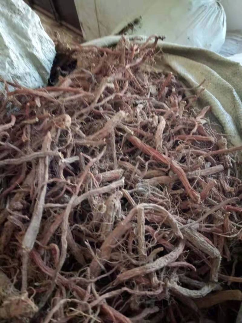 陕西合作社直销高含量丹参，产地直销需要联系。