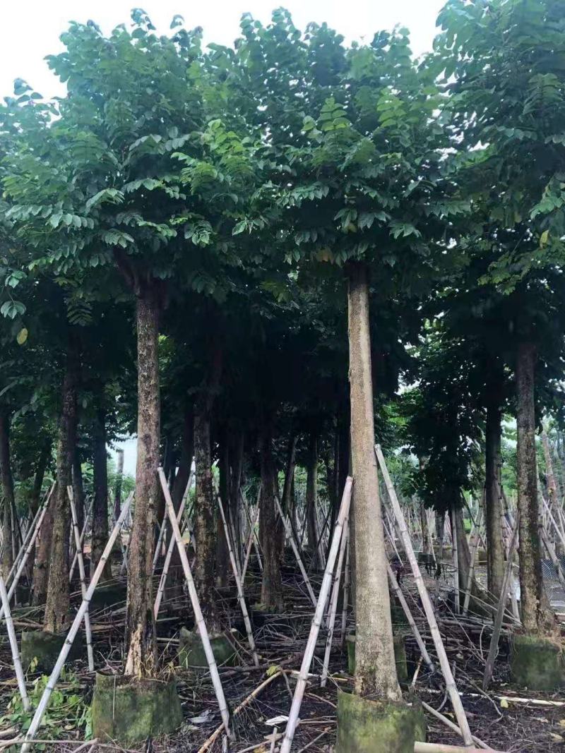 广东火焰木，规格齐全，大量供应，提供技术指导，量大从优