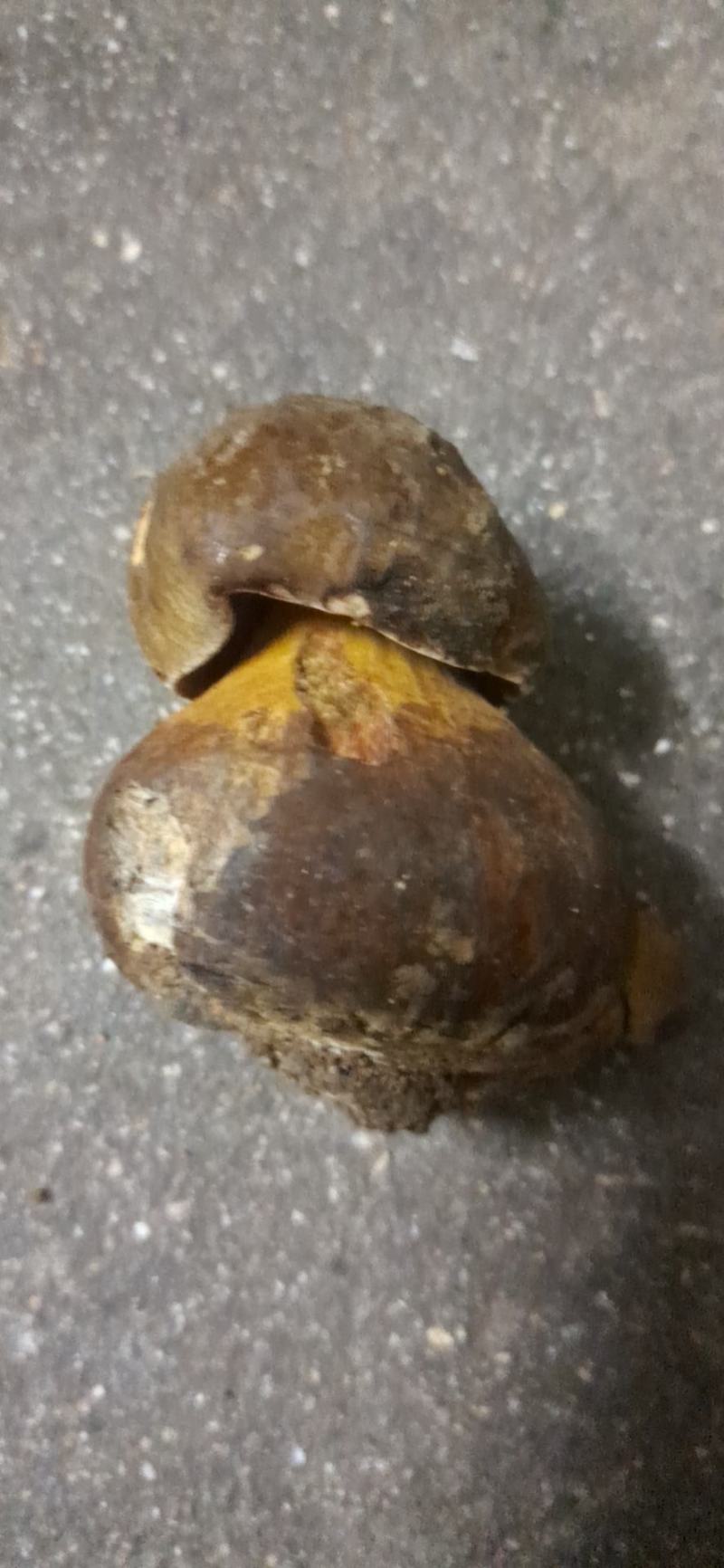 各种美味菌子都只纯野生