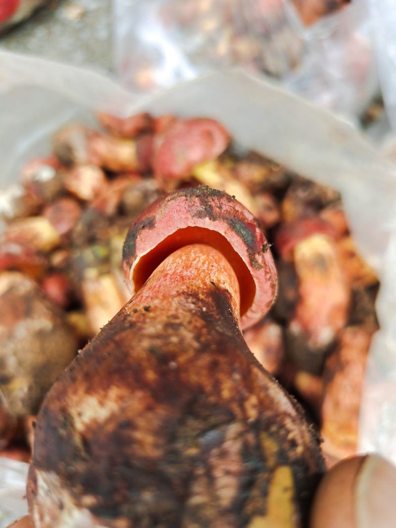 各种美味菌子都只纯野生