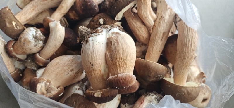 各种美味菌子都只纯野生