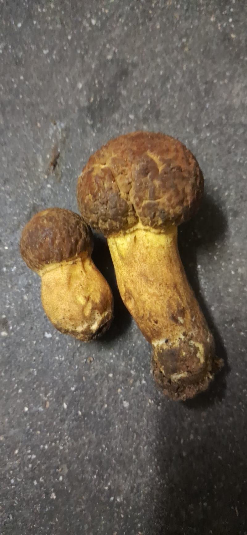各种美味菌子都只纯野生