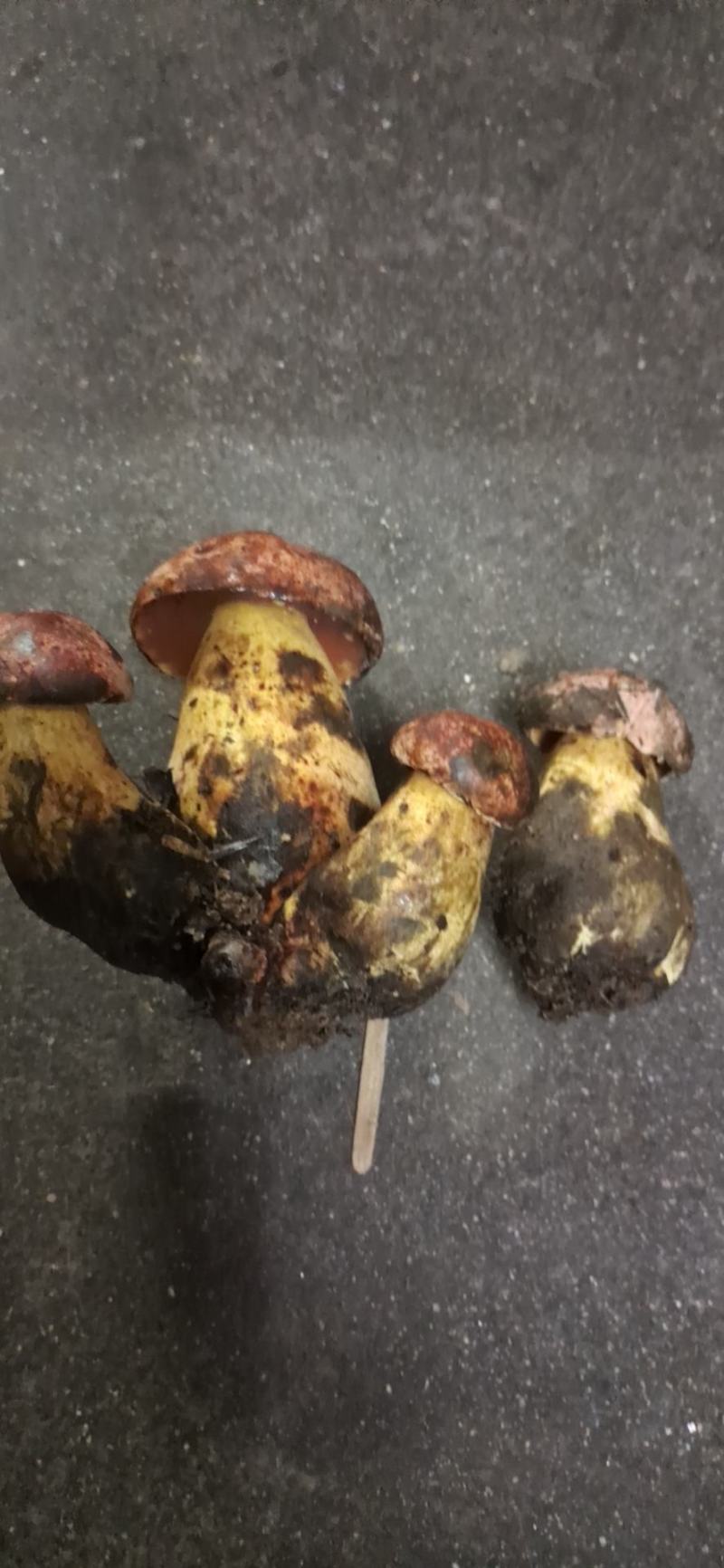各种美味菌子都只纯野生
