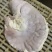 新鲜国产猪肚200-400克长期稳定供
