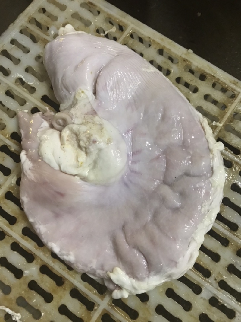 新鲜国产猪肚200-400克长期稳定供