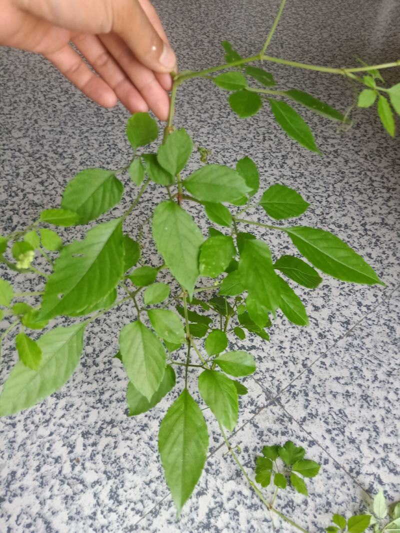 绞股蓝