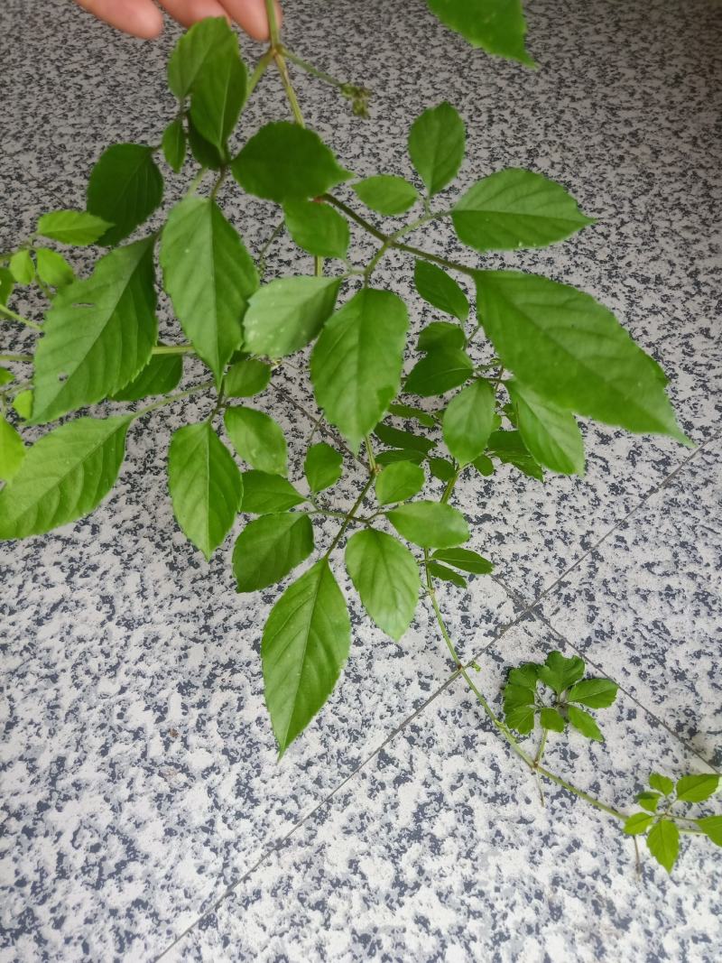 绞股蓝