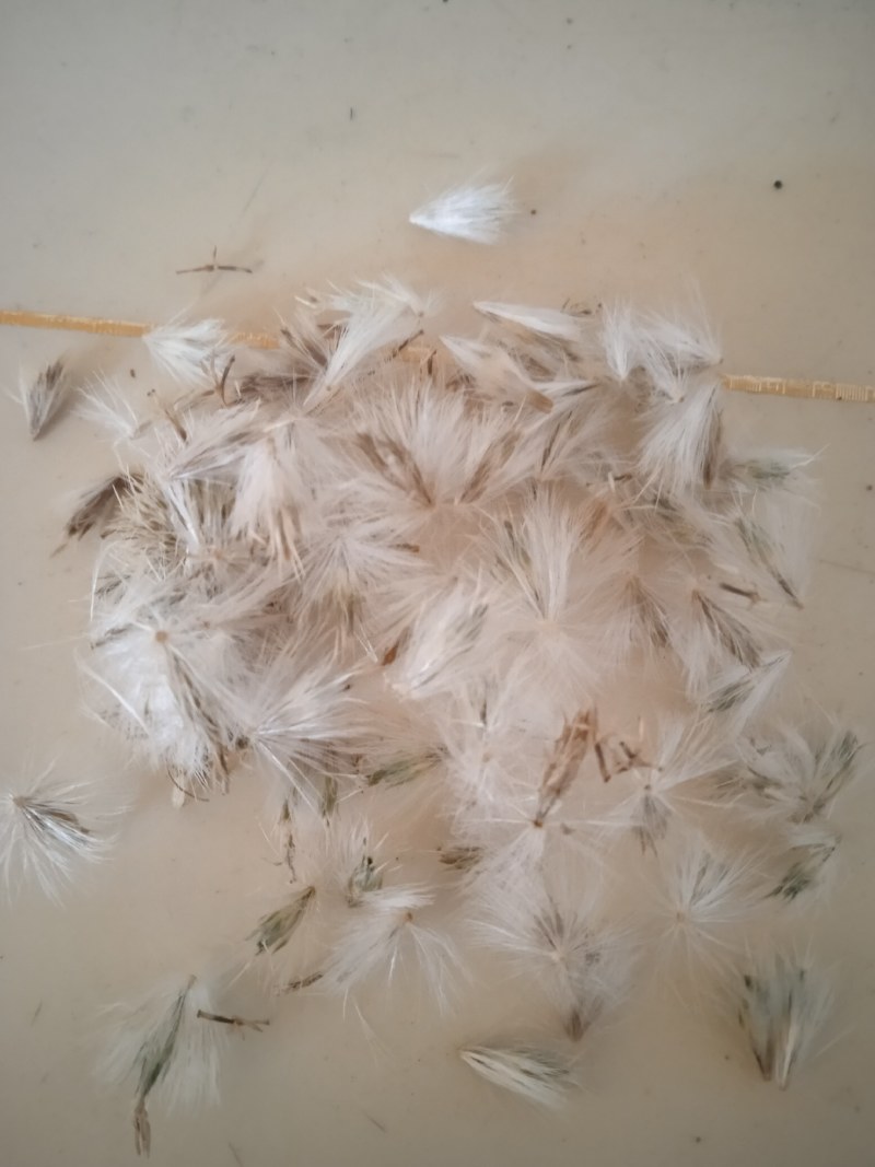 沙漠之花蓝刺杆花球诱人，色泽美！沙漠中的美景。