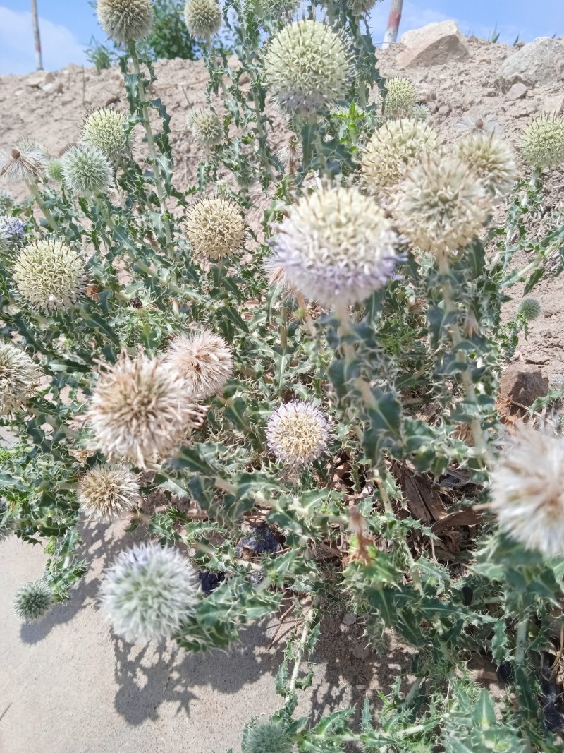沙漠之花蓝刺杆花球诱人，色泽美！沙漠中的美景。