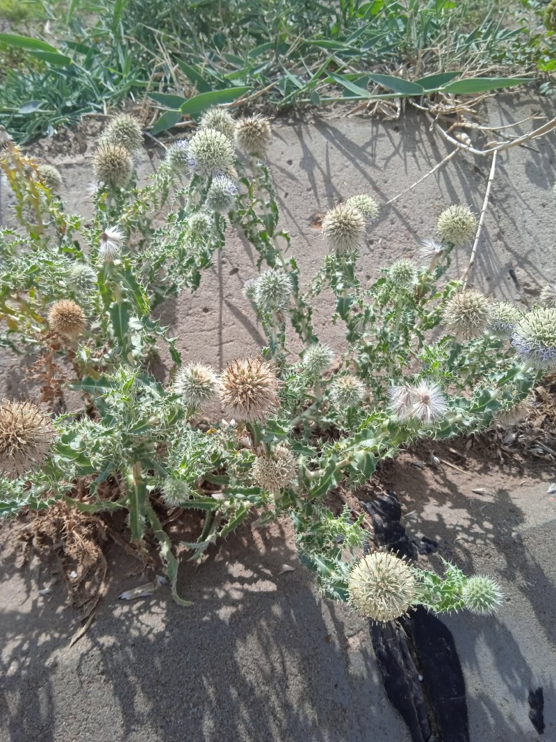 沙漠之花蓝刺杆花球诱人，色泽美！沙漠中的美景。