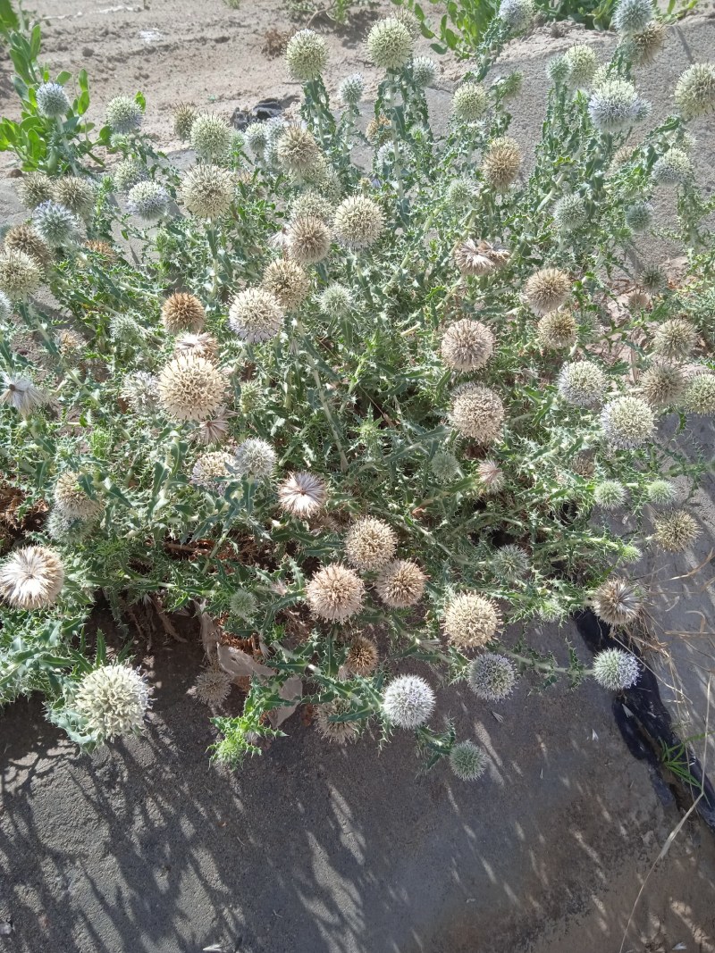 沙漠之花蓝刺杆花球诱人，色泽美！沙漠中的美景。