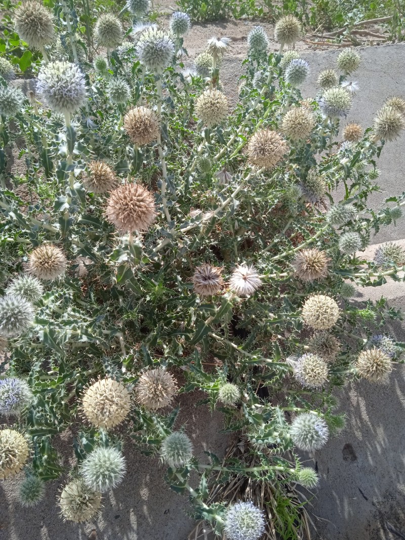 沙漠之花蓝刺杆花球诱人，色泽美！沙漠中的美景。
