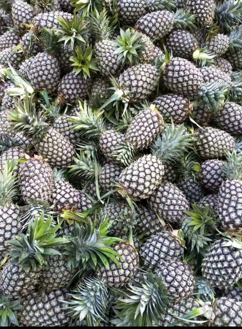 西双版纳景洪市，无眼菠萝....凤梨