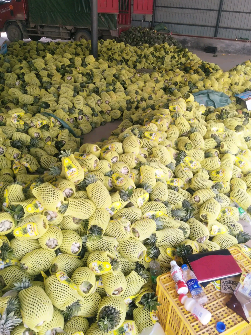 西双版纳景洪市，无眼菠萝....凤梨