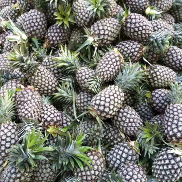 西双版纳景洪市，无眼菠萝....凤梨
